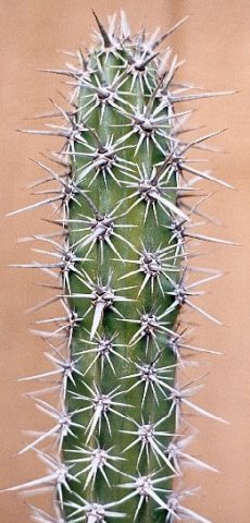 Machaerocereus_gummosus